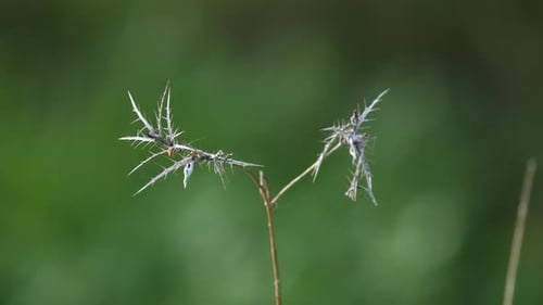White grass blowing in the wind in the morning. background nature videos. close up shot.