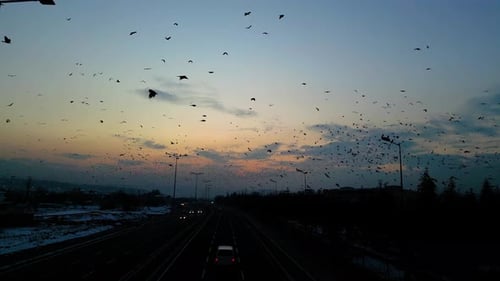 At sunset, a drone flying with crows over the road