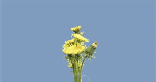 Nahaufnahme des Öffnens von Pusteblume im Zeitraffer