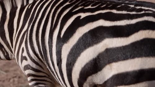 zebra details as it walks through frame slomo