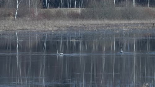 Young mute swan is looking for food in wetlands