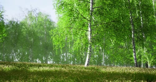 Serene Grove of Vibrant Green Trees Under a Bright Sky in Springtime