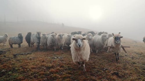 Large Flock of Sheep Walking on Grass Field During Thick Fog at Sunrise Domestic Livestock Animals