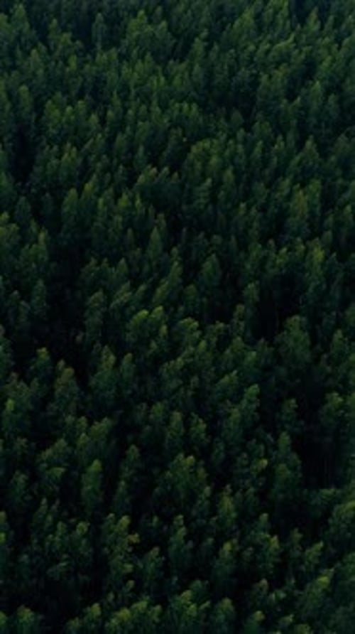 Vertical Video of Pine Forest Aerial View