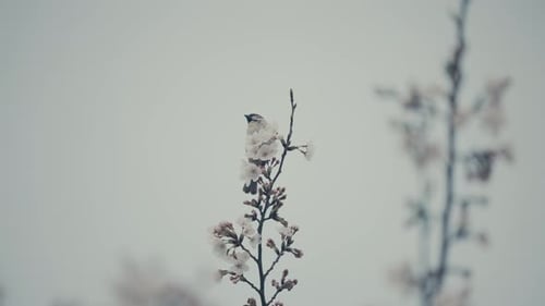 Bird Perched on Flowering Branch then Flies Away