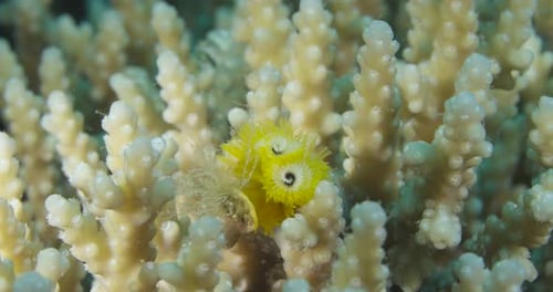 Yellow Christmas Tree Worm Among Corals – A Stunning Underwater World 4k