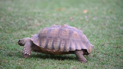 African Spurred Tortoise, Centrochelys sulcata, 4K Footage; in a hurry to go towards the left of the
