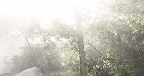 Misty Forest Landscape with Trees and Sunlight Filtering Through Foliage
