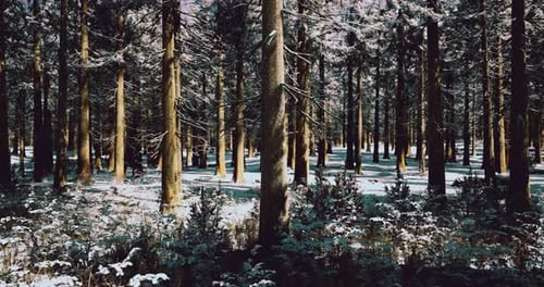 Winter Forest Landscape with Snow Covered Ground and Tall Trees