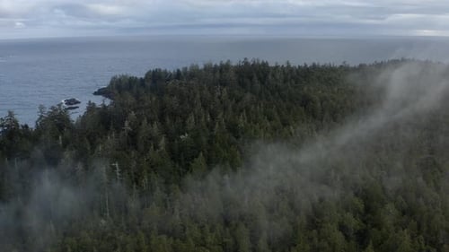 Lush Conifer During Misty Morning In The Shore Of Tofino, Vancouver Island, BC Canada. Aerial Pullba