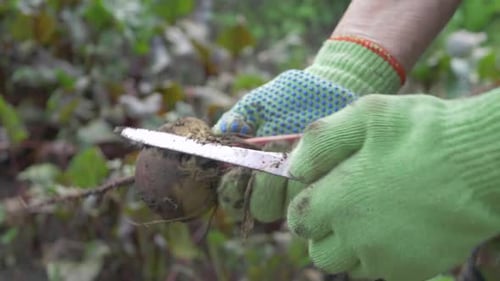 Farmer reinigt frisch geerntete lila Rüben vorsichtig mit einem Messer
