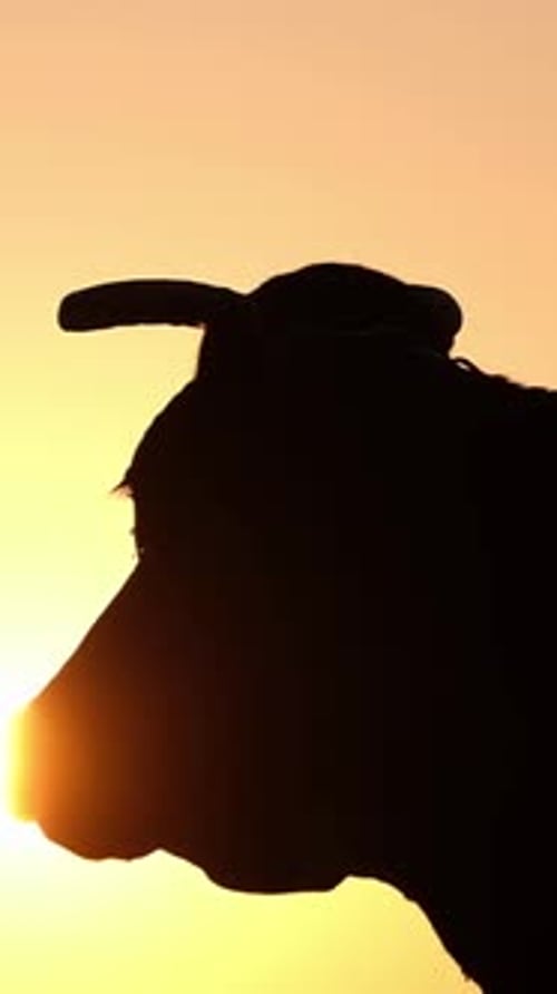 Cow's Silhouette at Sunset in a Meadow with the Sun Glowing Vertical Video