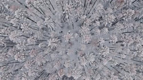 Top down view of forest in snowy winter, Poland.