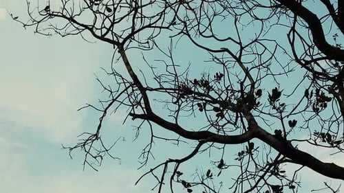 View of blue gray sky through branches of nut tree with sparse leaves in winter. Empty limbs of tall