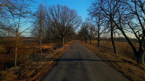 Sunny Day Aerial View of Treelined Road with Asphalt
