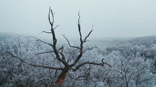 Schneebedeckte Bäume. Weißer Wald im Winter. Alter schwarzer Baum steht zwischen weißen Bäumen, bedeckt