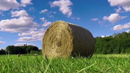 Straw Stacks Stacked Bales of Hay Left Over From Harvesting Crops Field of an Agricultural Farm with