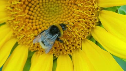 Bumblebee Foraging on Bright Yellow Sunflower Blossom