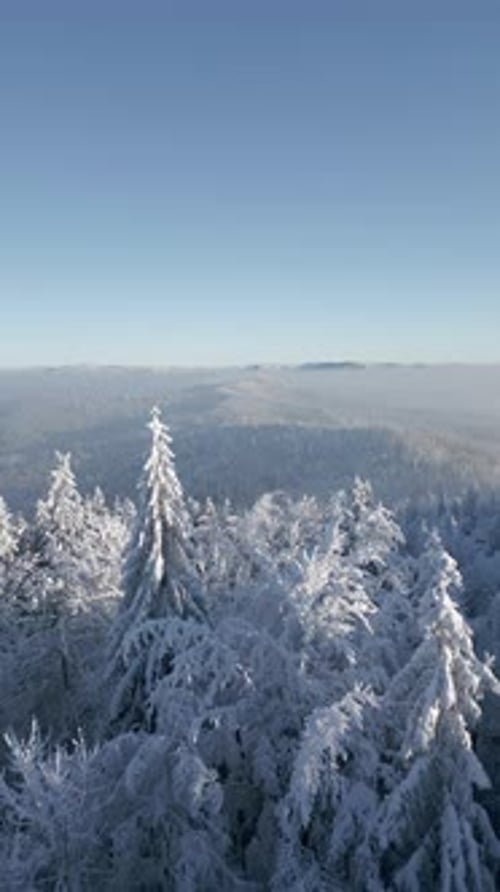 Aerial View of the Winter Landscape of a Snowy Mountain Forest
