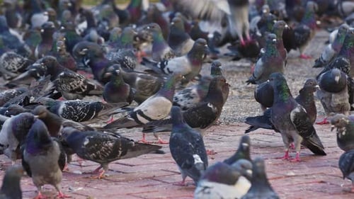 Many Wild Pigeons Bird Eating Searching Bread On Concrete Floor