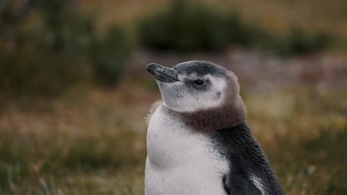 Magellanic Penguin In Isla Martillo, Tierra del Fuego, Argentina - Close Up