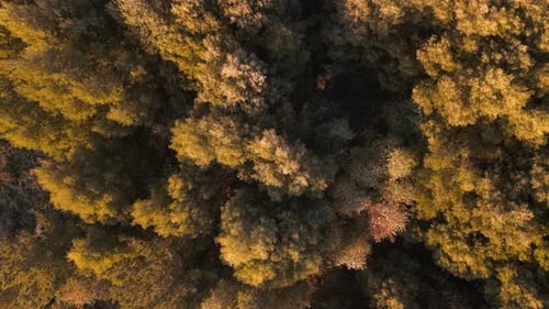 Top Dense Thicket On Forest Hike Of Lago das Encrobas In A Coruna, Spain. Aerial Shot