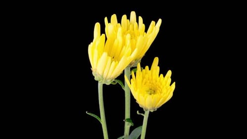 Three Yellow Flowers Blooming on Black Background