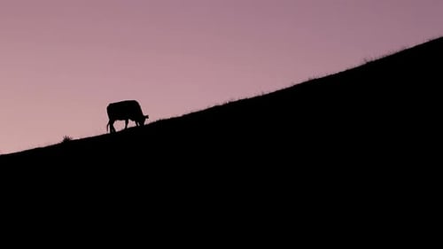 Cow Grazing Silhouetted on Hillside at Sunrise