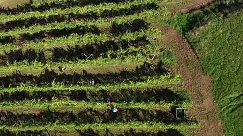 Harvesting grapevine in vineyard, aerial view of winery estate in Europe, workers pick grapes, aeria