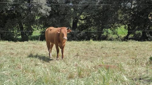 cattle with calf grazing in the field