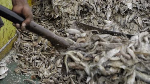 Hand Sorting Fresh Fish at Market