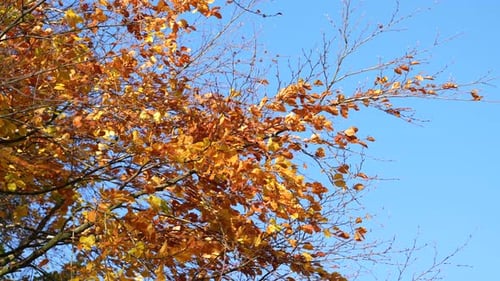 Bäume im Herbst