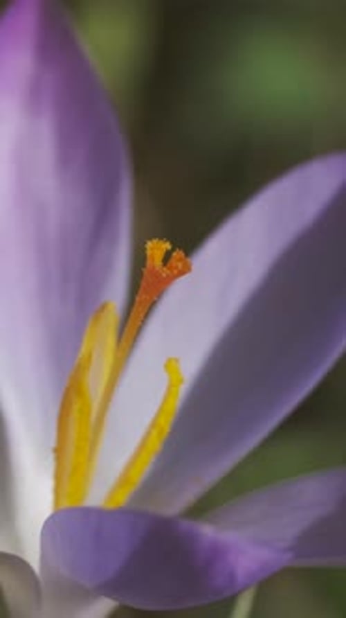 Flowering crocus spring flower