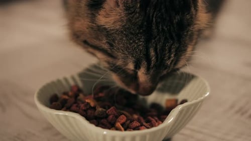 Cat Eats Dry Food From Bowl Close Up