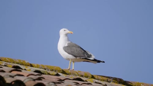 Eine Möwe auf einem Gebäude, Vogel, Fels, Stein, Meer, Ozean