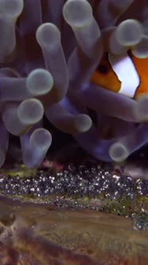 Clownfish Swimming Among Sea Anemone