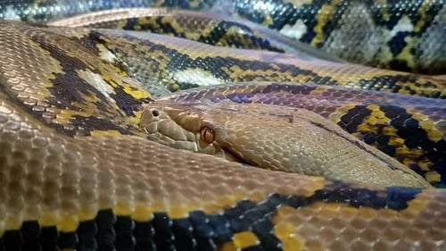 Le corps du serpent serpente à travers l'image, une grosse tête de serpent dangereuse aux yeux noirs