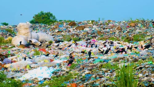 Schwarm Krähenvögel, die auf der Mülldeponie nach Nahrung suchen. Statischer Schuss