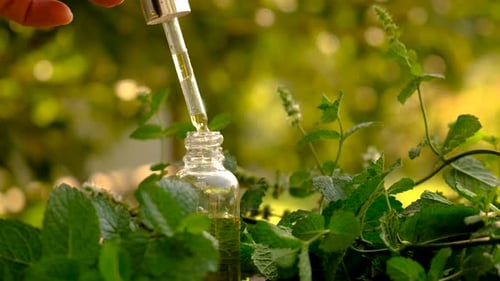 Hand Drops Essential Oil into Bottle Surrounded by Mint