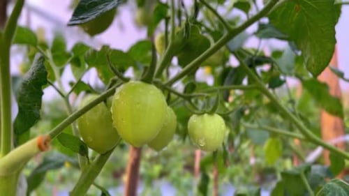 Fresh green tomato on the plant in the plantation. Agriculture concept.