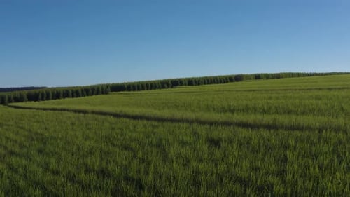 Zuckerrohrfarm, Luftaufnahme, Ackerreihen, ländliches Panorama, Zuckerrohrfarm
