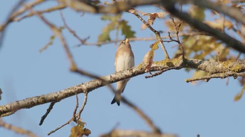 The brambling bird in autumn migration sitting on tree feeding blue background