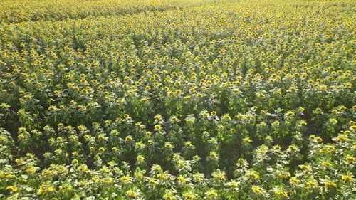 Vast Sunflower Field on a Bright Sunny Day