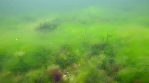 Fond sableux recouvert d'algues vertes pelucheuses (cladophora), de hornweed rouge, de céramium et de zostère zostère