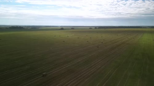 Yellow field with harvested wheat and hay bales. Aerial view of the field with square bales