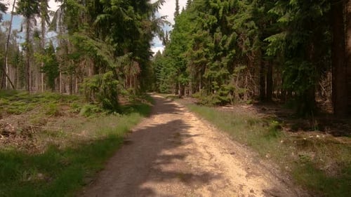 Moving forward along the forest path on a sunny summer day.