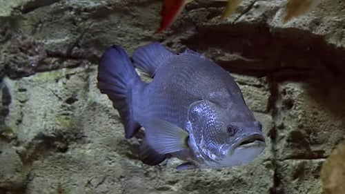 A Mekong Giant Catfish (Pangasianodon gigas) rests and other fish swim. Full body shot, fixed footag