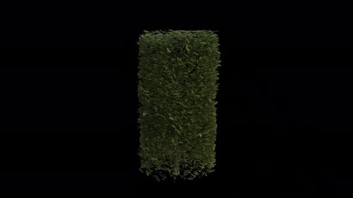 Hornbeam blowing in the wind Loop Animation. Wind blows Hedge Plant Carpinus Betulus. Alpha Channel
