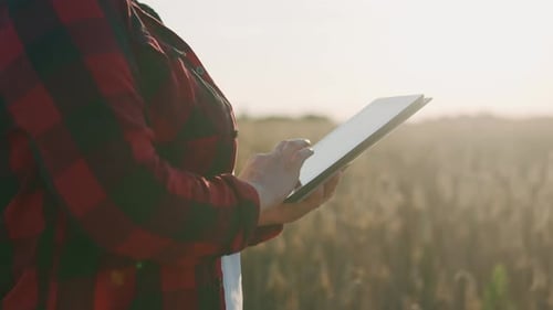 Agribusiness Worker with a Tablet in a Field of Wheat at Sunset Writes Data