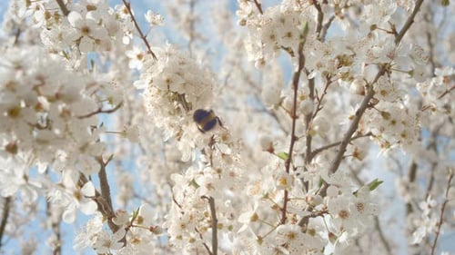 Bumblebee pollinating apricot flowers in spring